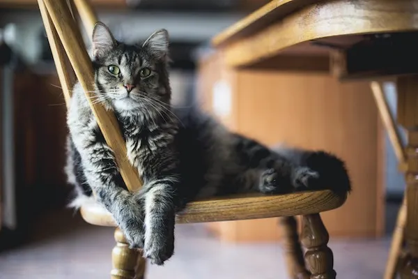 chat-gris-sur-une-chaise