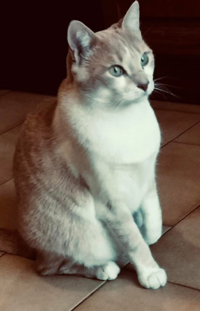 ROXY