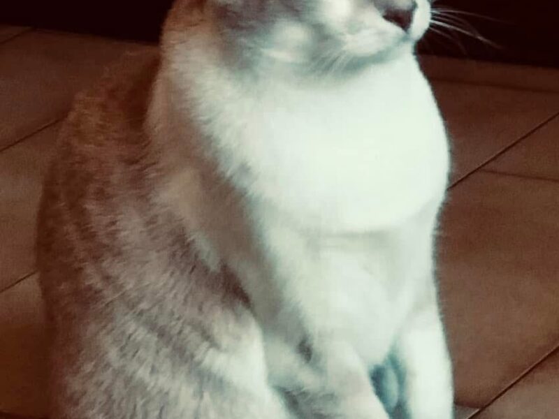 ROXY