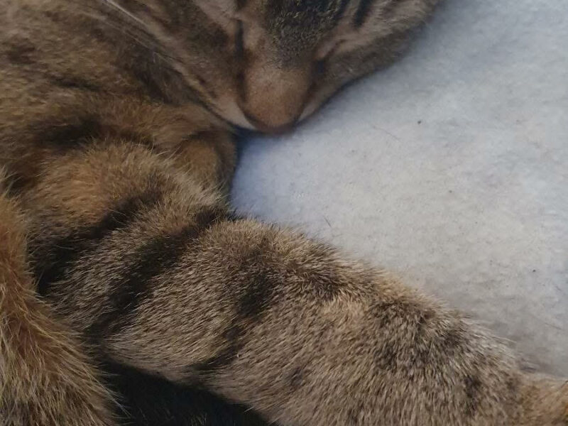 MAÏTENA
