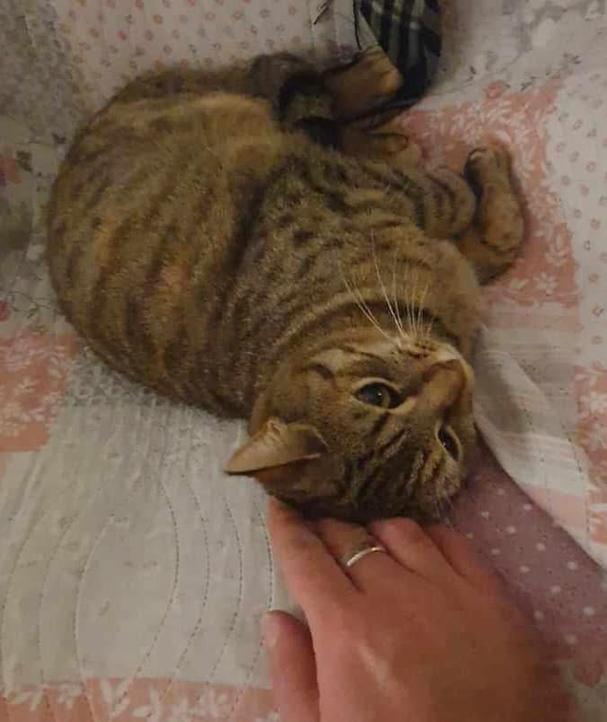 MAÏTENA