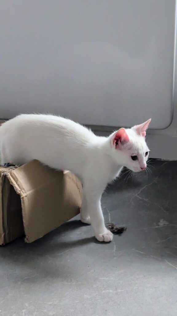 KITSOU