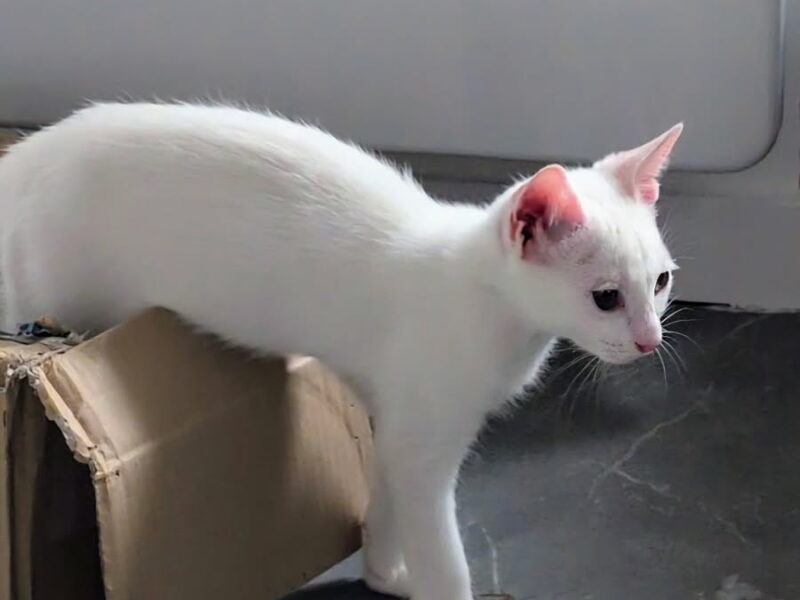 KITSOU