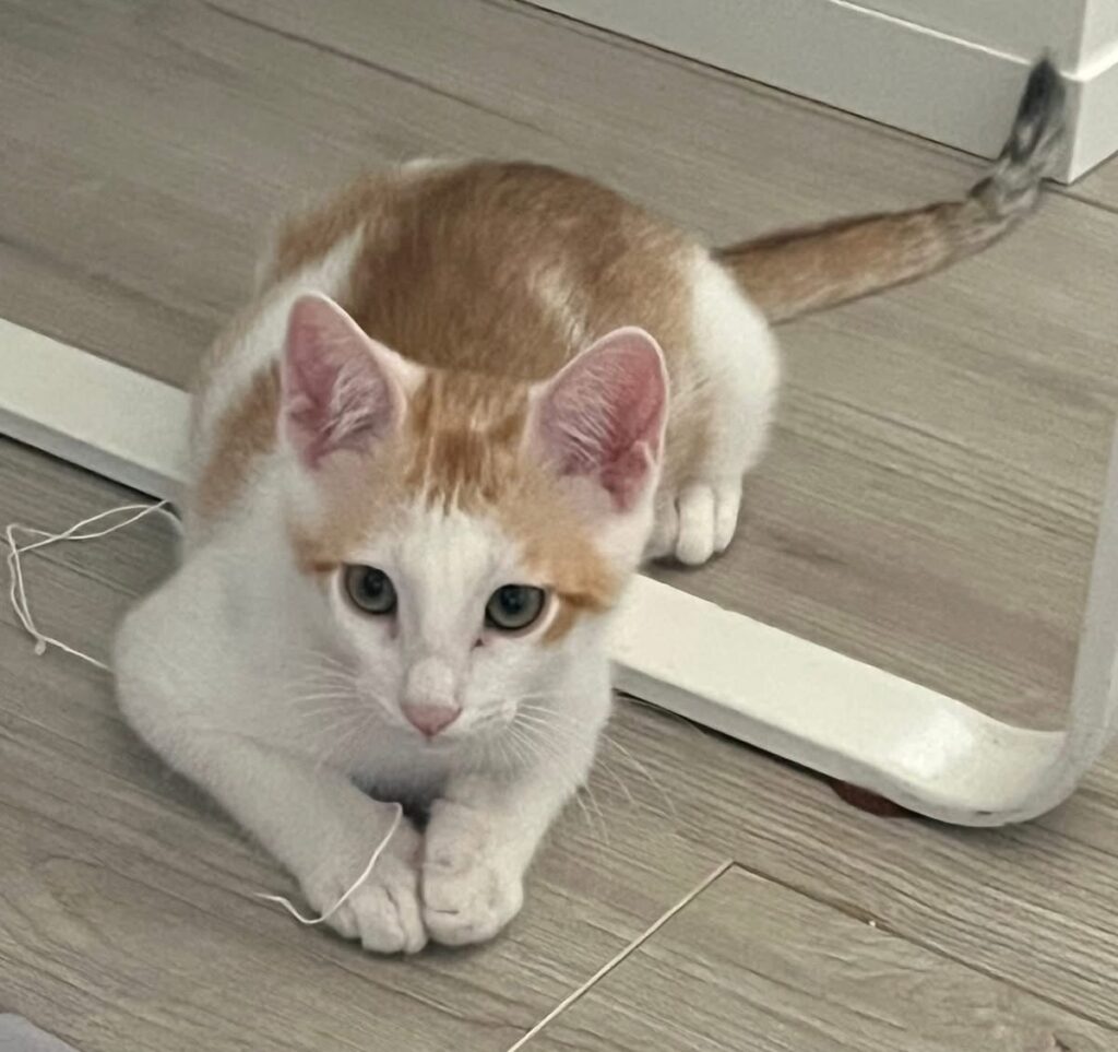 ALI