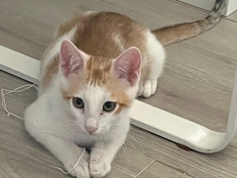 ALI