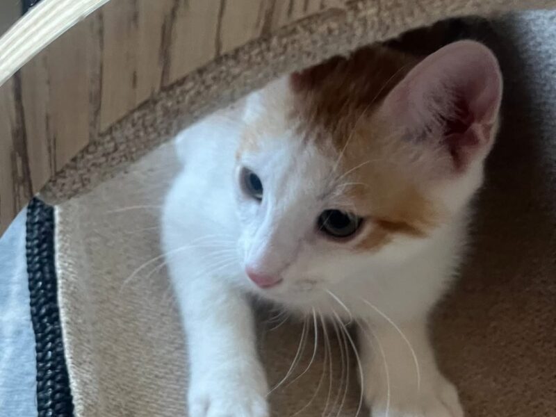 ALI