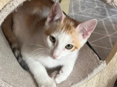 ALI