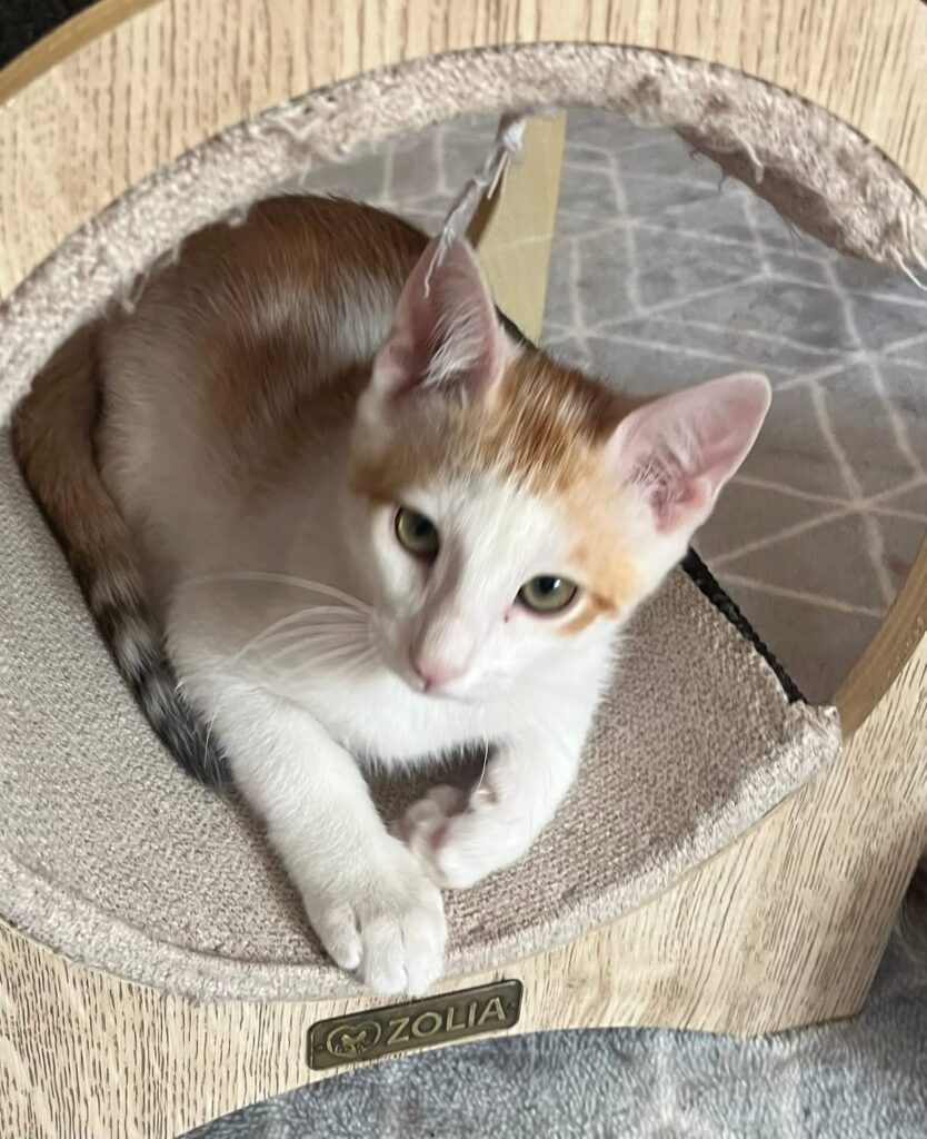 ALI