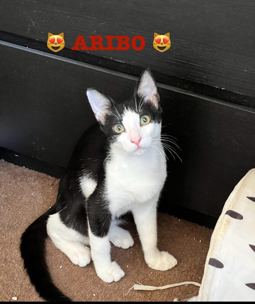 ARIBO