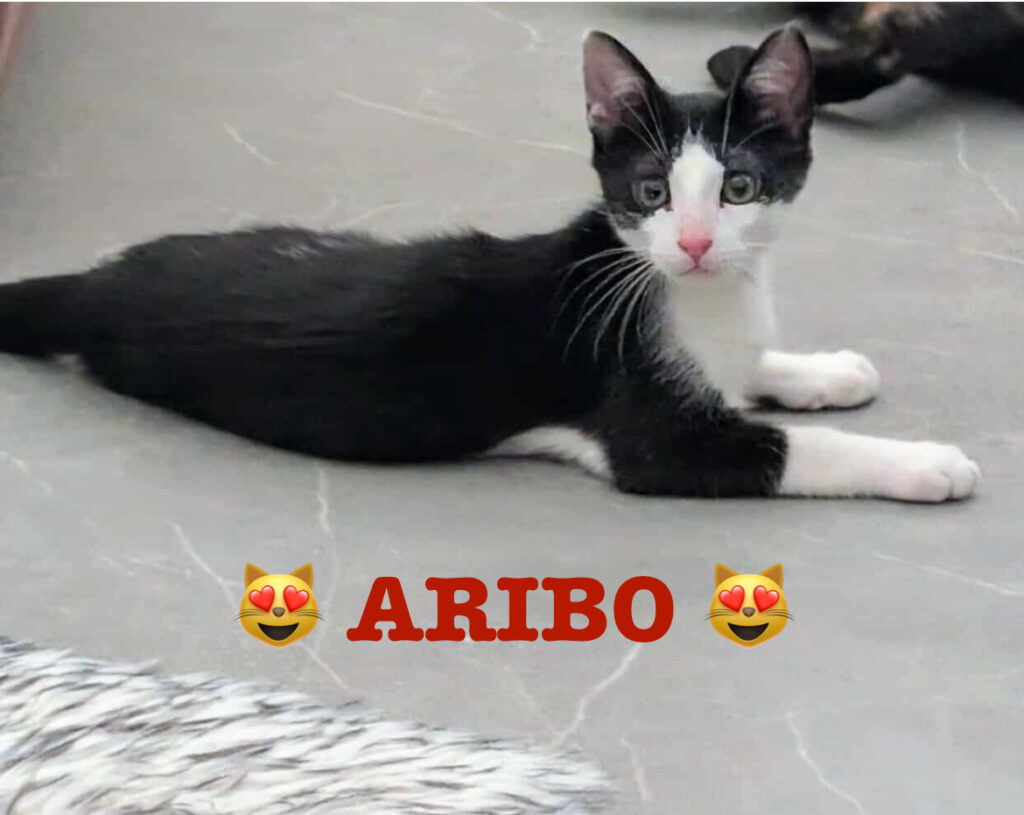 ARIBO