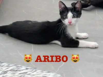 ARIBO
