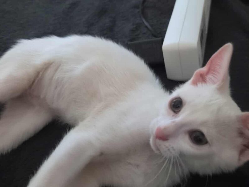 PITOU