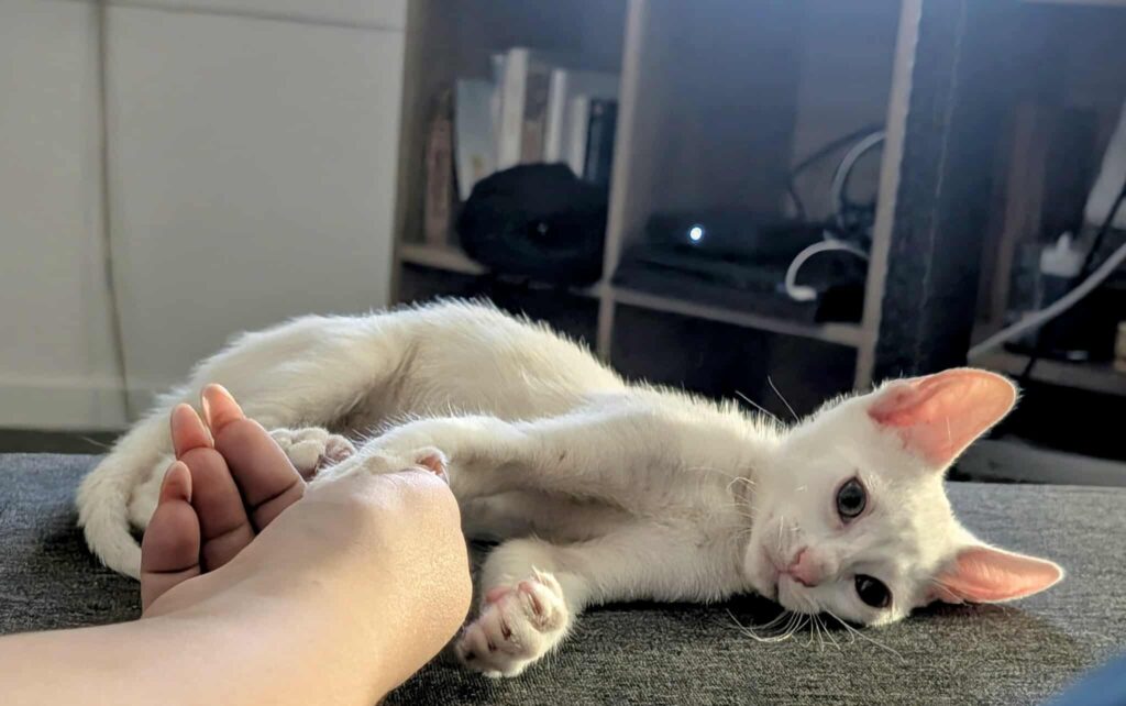 PITOU
