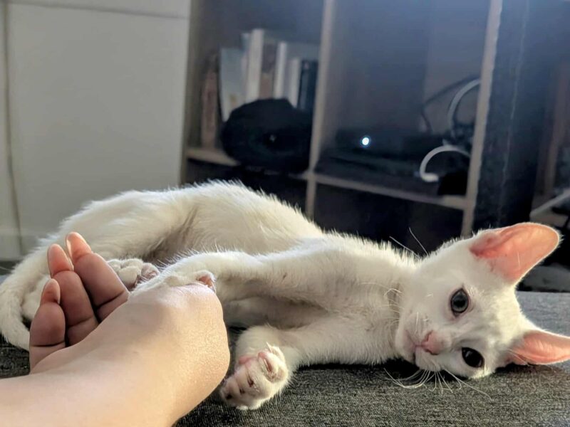 PITOU