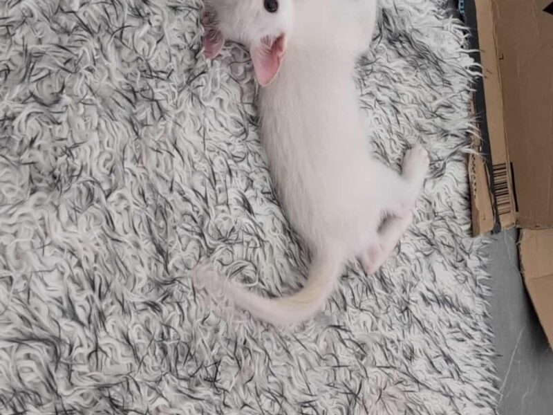 PITOU