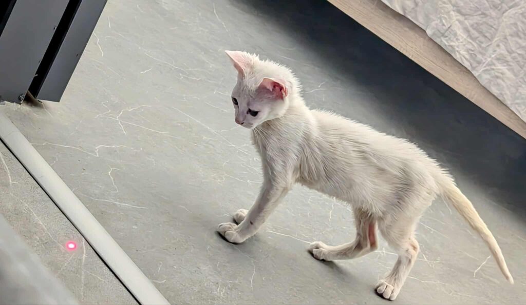 KITSOU
