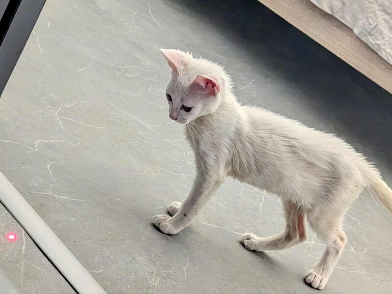 KITSOU