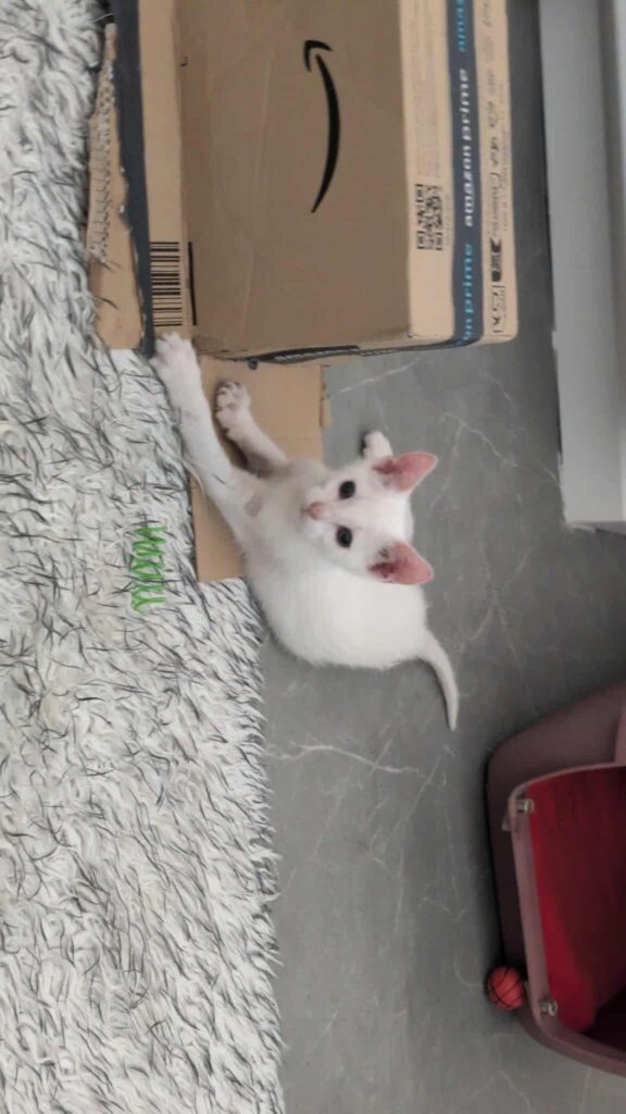 KITSOU