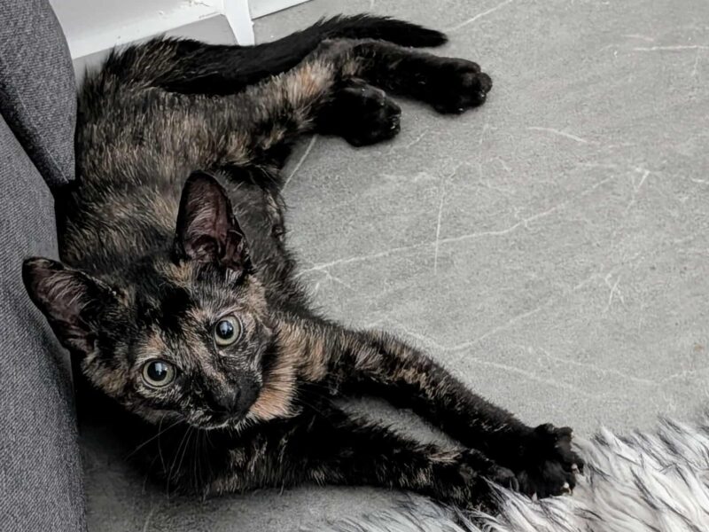 JIJI