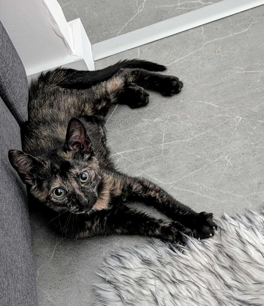 JIJI