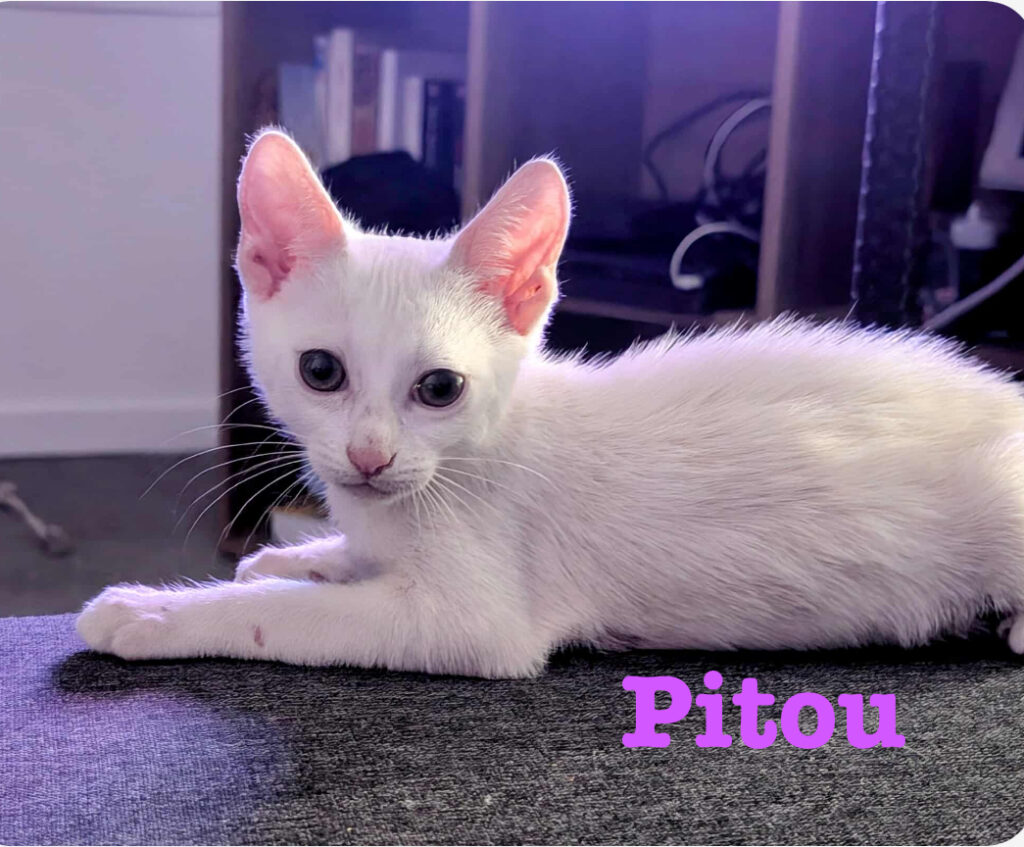 PITOU