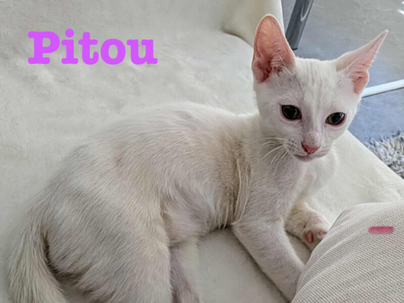 PITOU
