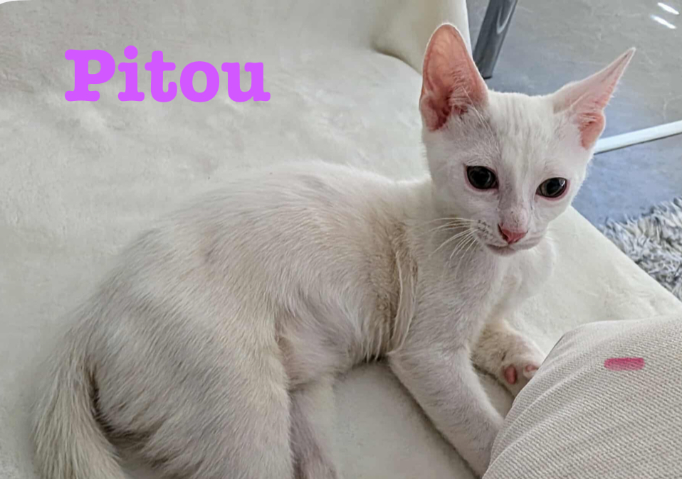 PITOU