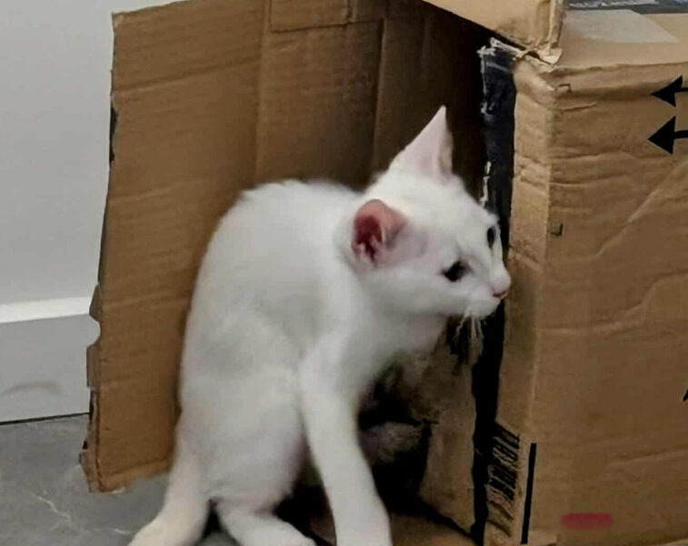 KITSOU