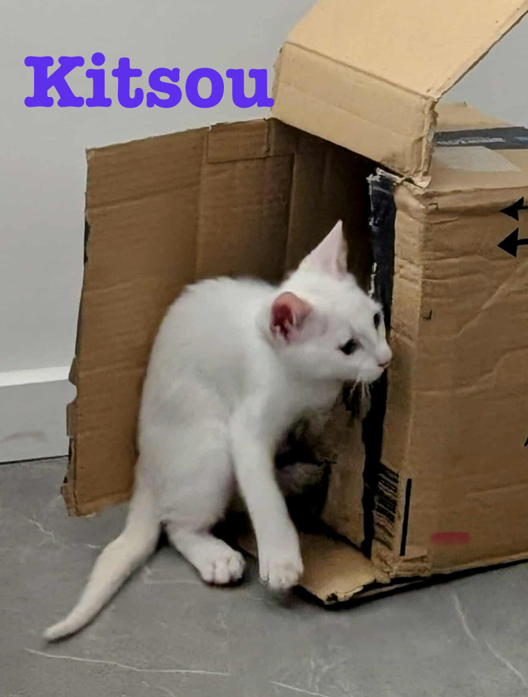 KITSOU