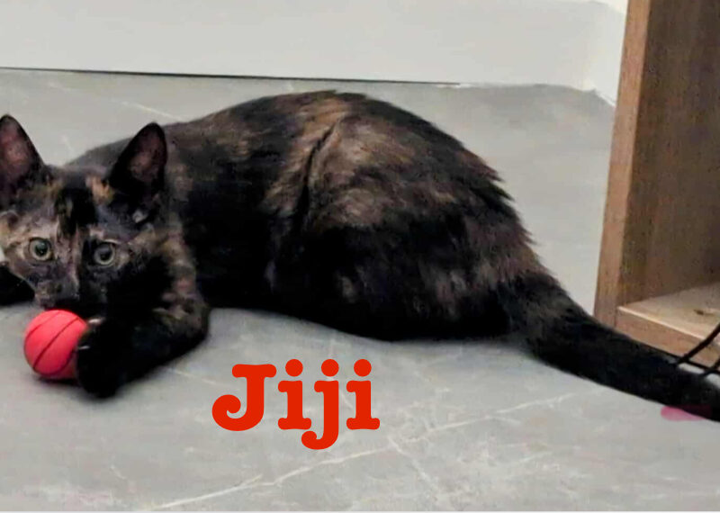 JIJI