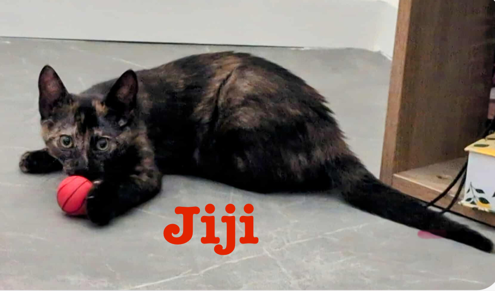 JIJI