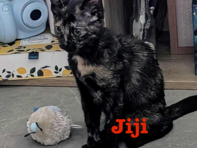 JIJI