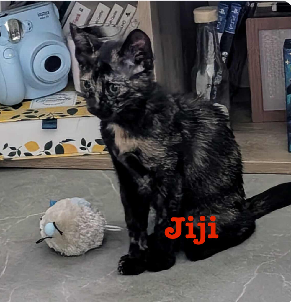 JIJI