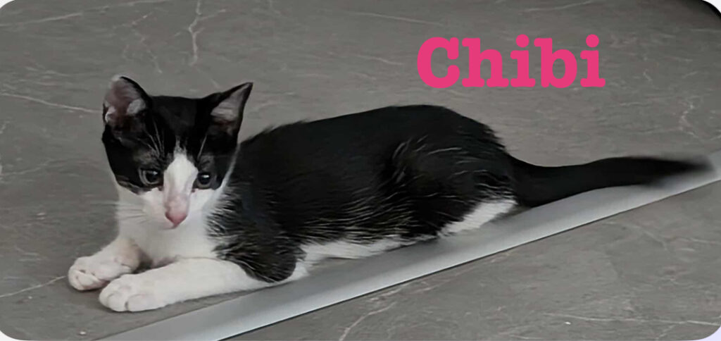 CHIBI