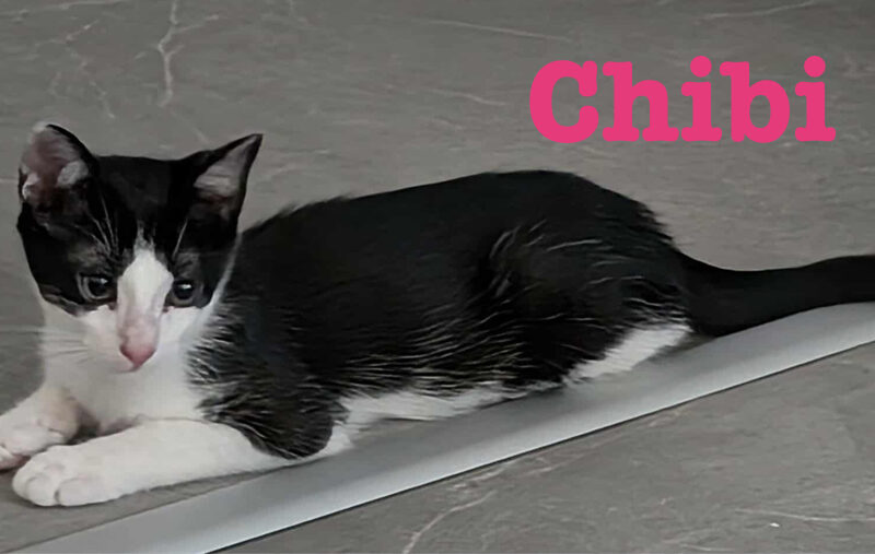 CHIBI