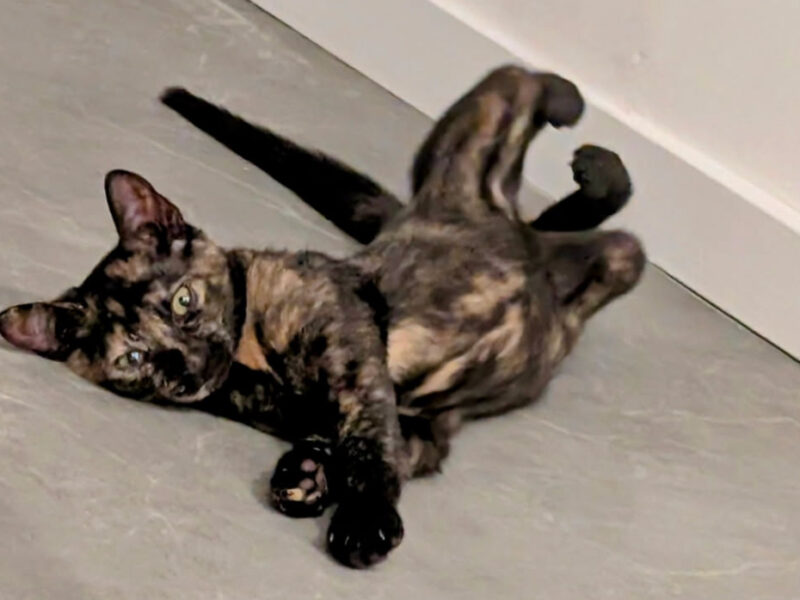 JIJI