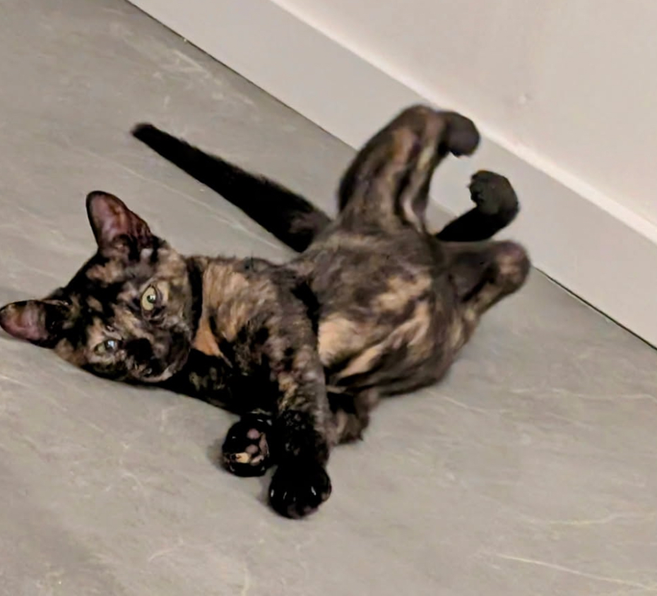 JIJI