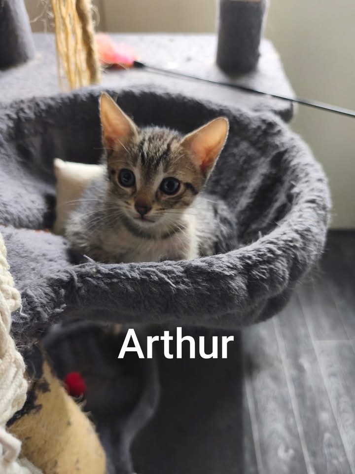 ARAMIS,ARTHUR,ATLAS