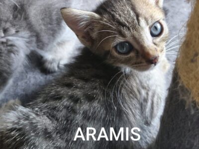 ARAMIS