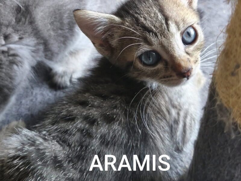 ARAMIS
