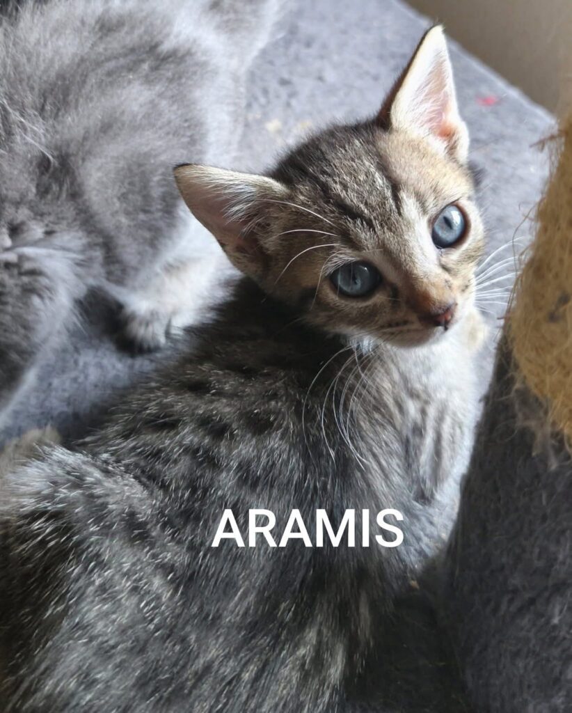 ARAMIS,ARTHUR,ATLAS