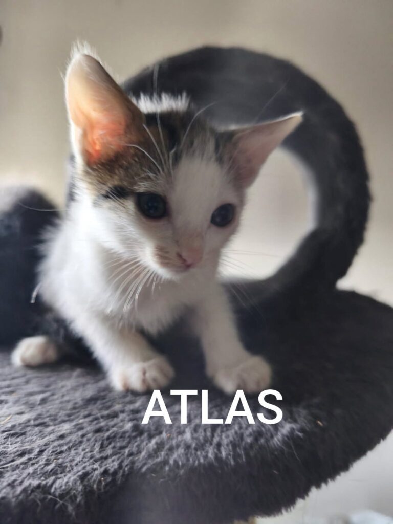 ARAMIS,ARTHUR,ATLAS