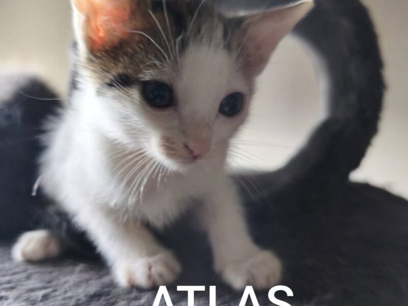ARAMIS,ARTHUR,ATLAS
