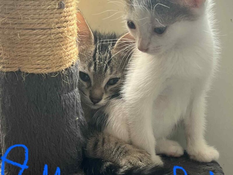ARAMIS,ARTHUR,ATLAS