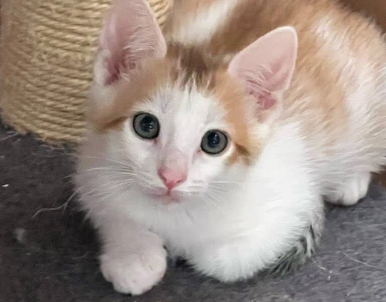 ALI
