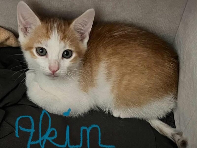 AKIN