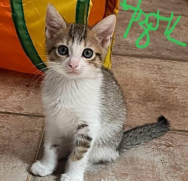 AZOU