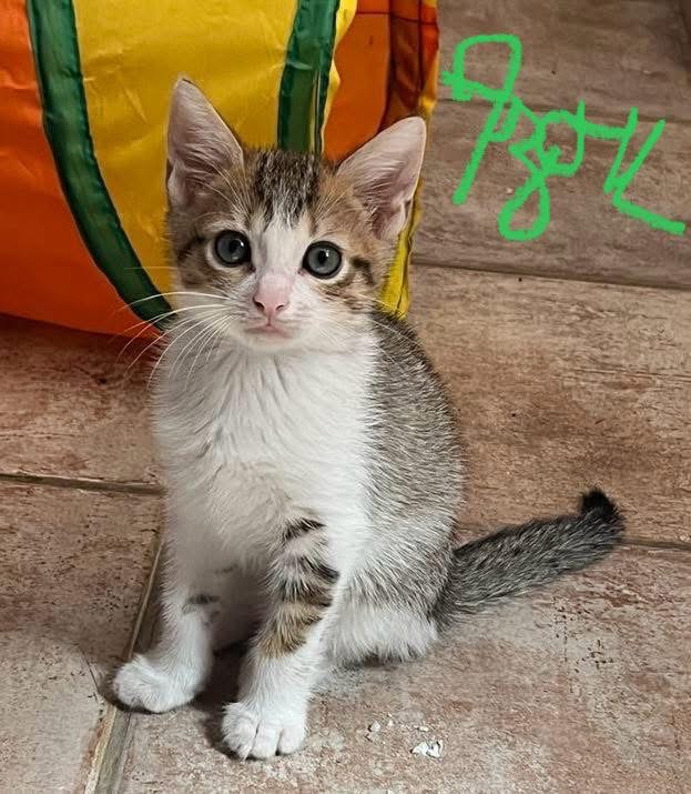 AZOU