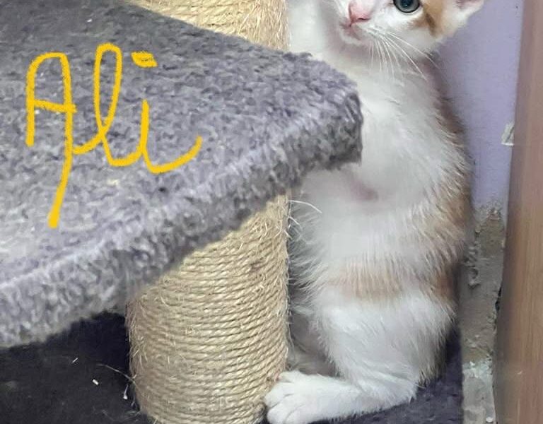 ALI