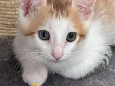 ALI